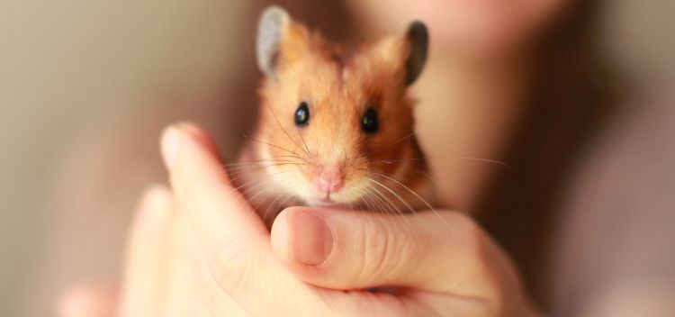 Caring for your small furry pet