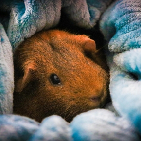 Safe Transit Tips for Small Pets from Alpha Vets