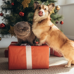 Alpha Vets’ Guide to Christmas Trees and Pets