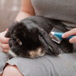 Everything you need to know about rabbit grooming from Alpha Vets