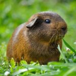How to prevent parasites in hamsters, gerbils and guinea pigs