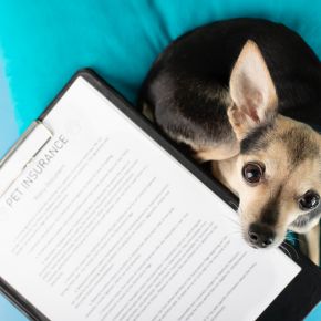 Why pet insurance is a wise investment for pets in Surrey