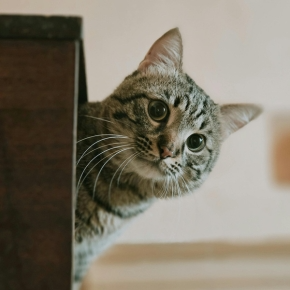 Get Inspired with Alpha Vets’ New Year Pet Goals