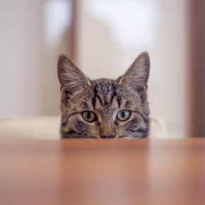 Why Do Cats Knock Things Over? Insights from Vet Darren Partridge