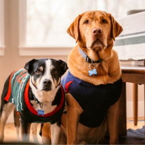 Keep Your Dog’s Social Life Thriving This Winter in Greater London