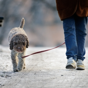 January Is Walk Your Dog Month: Tips from Claygate Vets