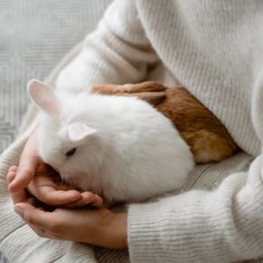 Building Trust with Small Pets by Our Vets in East Molesey