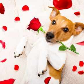 Pet-proofing Your Home and More Valentines Tips