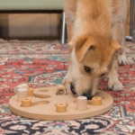 Bored Pets? Try These Indoor Enrichment Tips from Claygate Vets