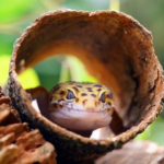 Keeping Your Exotic Pet Happy: Food, Fun and Fitness