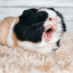 Tiny Teeth, Big Impact: Dental Care for Small Pets