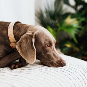 How Dogs Shows Discomfort—Advice from Our Vets in East Molesey