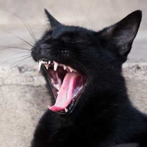 Recognising Dental Discomfort in Cats with Alpha Vets