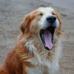 Our Vets in Teddington Explain How Oral Care Impacts Your Pet’s Health