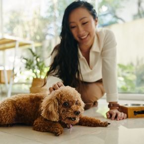 Winter Slump? Here’s Alpha Vets’ Tips to Boost Your Pet’s Vitality