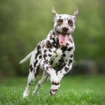 Springtime Pet Fitness Tips from Claygate Nurses
