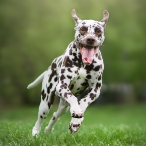 Springtime Pet Fitness Tips from Claygate Nurses
