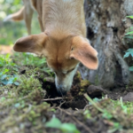 Which Worms Are Dangerous for Dogs