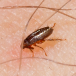 Read Darren’s Guide to The Real “March Flea Spike”