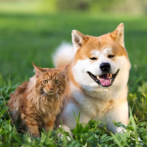 Ticks and Your Pet: Prevention, Checks and Safe Removal