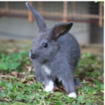 Spring Set-ups for Rabbits and Guinea Pigs by Alpha Vets