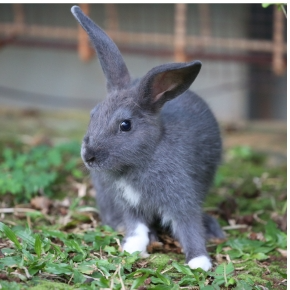 Spring Set-ups for Rabbits and Guinea Pigs by Alpha Vets