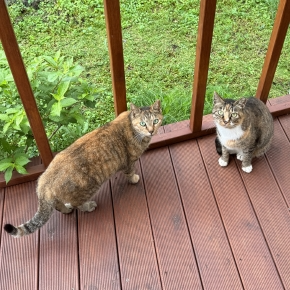 Ready for Spring? A Guide to Cat Vaccinations