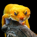 Vet Darren Partridge Shares Spring Changes for Exotic Pets