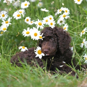 Vet Darren Partridge Shares Why a Spring Pet Check-up is Important
