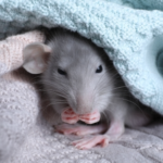 Love rats? Read Alpha Vets’ Guide to Living With Fancy Rats