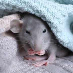 Love rats? Read Alpha Vets’ Guide to Living With Fancy Rats