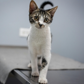 Happy Vet Visits: Working Together With You