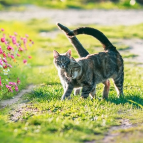 Vet Darren Partridge Answers Your Spring Dog & Cat Care FAQs