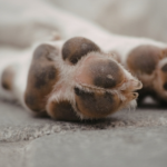 Alpha Vets’ Guide to Healthy Paws This Spring