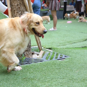 Busy Parks? 5 Tips for a Better Dog Walk