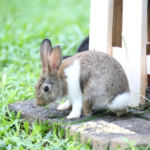 Hoppy & Healthy: Preparing for Spring With Claygate Veterinary Centre