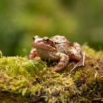 Darren’s Guide to Pet Frogs and Garden Visitors