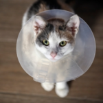 3 Reasons Why We Recommend Pet Neutering