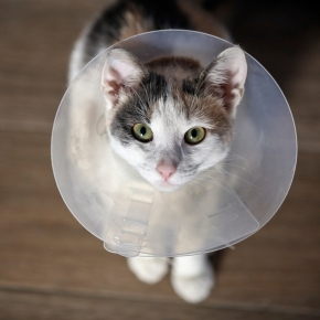 3 Reasons Why We Recommend Pet Neutering