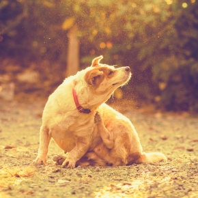 Read Darren’s Tips for Spotting Seasonal Pet Allergies