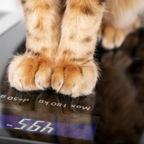 Claygate Vets on Identifying Weight Loss Barriers in Pets