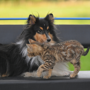 Pets & Puberty: The ‘Terrible Teens’ Explained