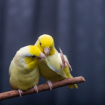 Darren Discusses Age Related Conditions in Exotic Pets