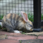 Claygate Vets on How to Protect Pets from Deadly Flystrike