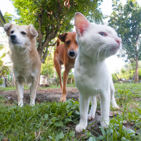 Changing Needs: Key Milestones for Dogs & Cats