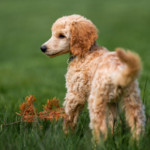 Parasites and Park Life: Tips to Protect Your Dog