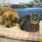 Grumpy or In Pain? Darren Explains Senior Pet Moods