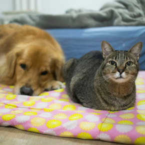 Grumpy or In Pain? Darren Explains Senior Pet Moods