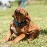 Our Vets in Claygate on Spring/Summer Parasite Prevention