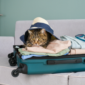 Alpha Vets’ Guide To Travelling With Your Pet